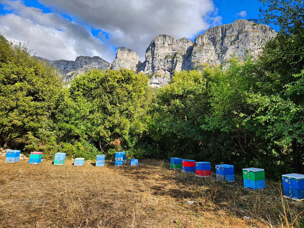 řecký med Papigiotiko Zagori (15)